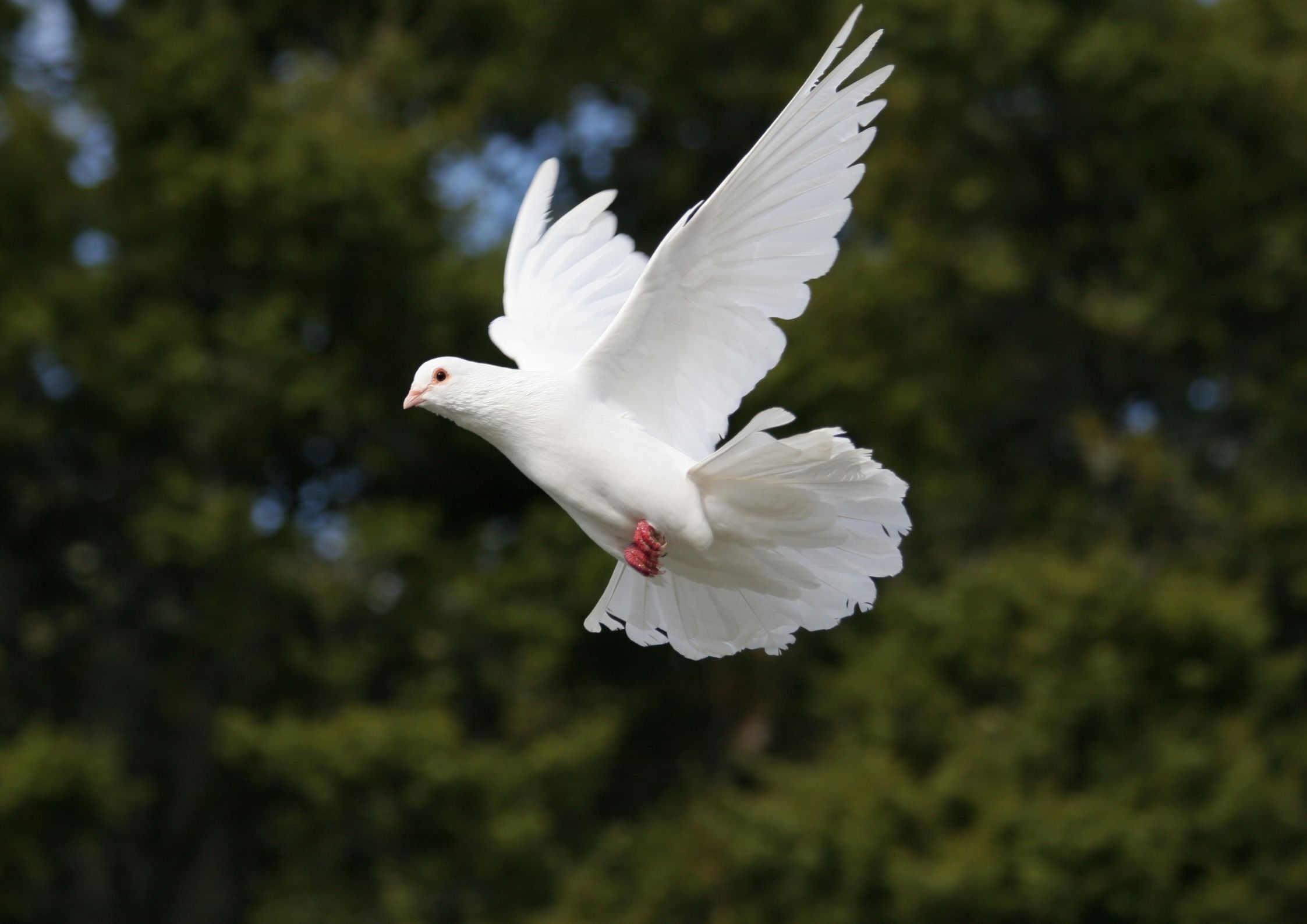 MARÍA, LLENA DEL ESPÍRITU	