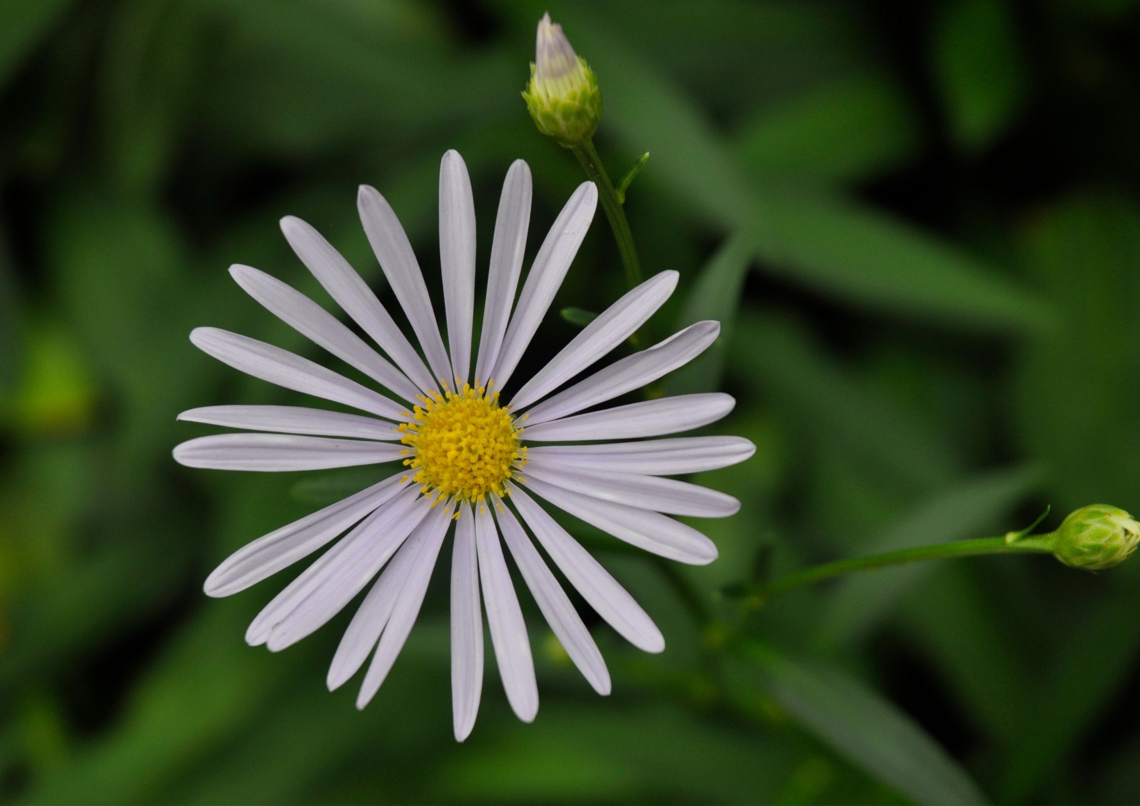 MADRE DE LA ESPERANZA